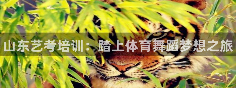 富联平台李 411O31 富联：山东艺考培训：踏上体